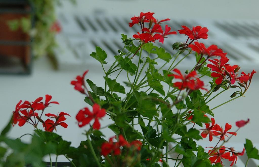 Appartement Le Jardin Lingolsheim Pokoj fotografie