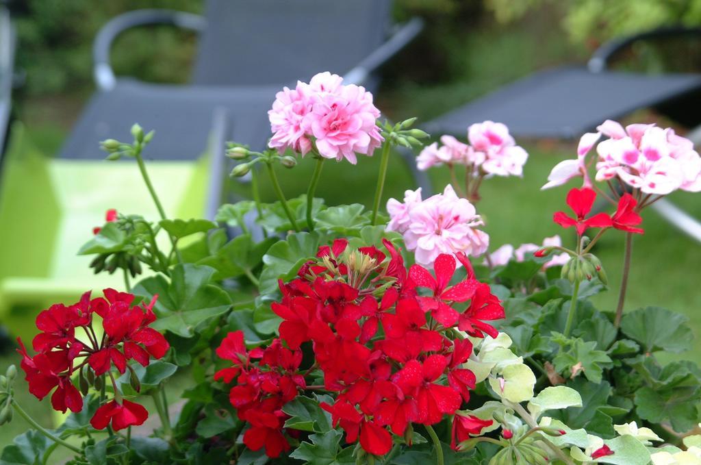 Appartement Le Jardin Lingolsheim Pokoj fotografie