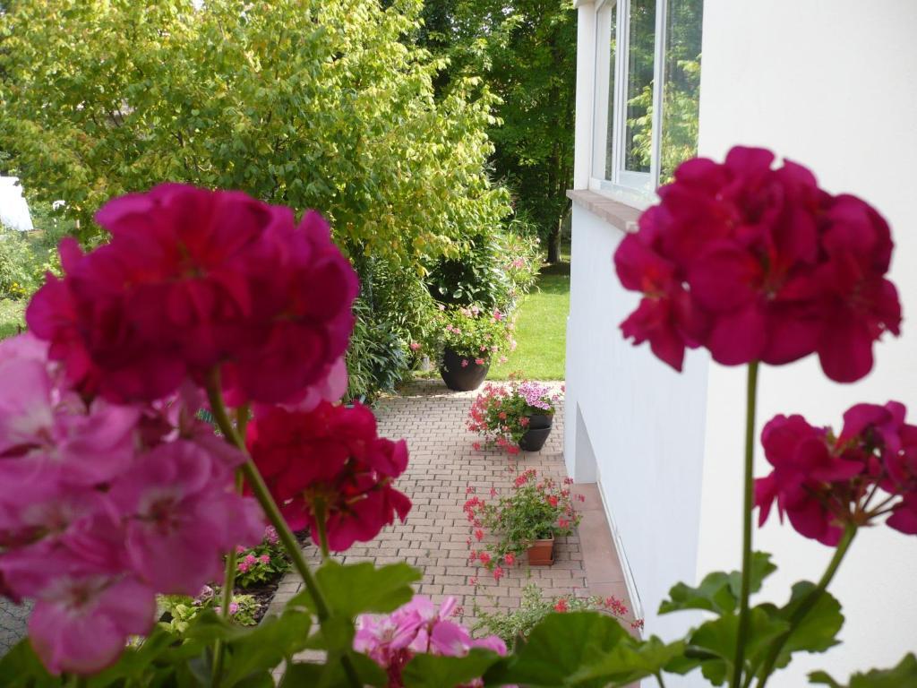 Appartement Le Jardin Lingolsheim Exteriér fotografie